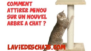 Comment faire adopter un nouvel arbre à chats 🐱 pour faire ses griffes [upl. by Reyotal]