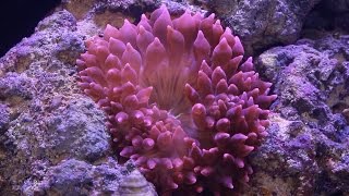 Red Sea Reefer pt16 Adding Anemone [upl. by Nichole]