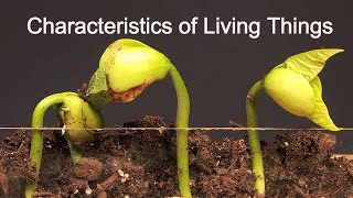 Characteristics of Living ThingsWhat makes something alive [upl. by Froma]