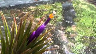 EASY AIR PLANT CARE HOW TO POLLINATE A TILLANDSIA AIR PLANT FLOWER [upl. by Eiramrefinnej471]