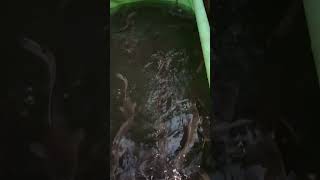 This is another fishpond cassava farmer fish fishing fishingvideo cassavaroots farmerfarmer [upl. by Aneeram850]