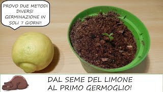 Come seminare un limone partendo dai semi 1 di 2 [upl. by Nuhs]