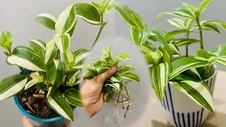 Tradescantia Fluminensis Variegata Green and White  cutting in water [upl. by Lonna]