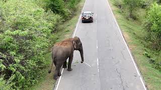 buttala to kataragama road wild elephants 3 [upl. by Satsoc]