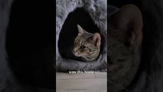 Hermes property owner catvideo cat catvideooftheday catlife catvideos catlover [upl. by Slohcin549]