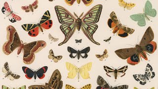 Butterflies vs Moths  Encyclopaedia Britannica [upl. by Derrik]