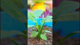 Peace Lily Plant 🌱 Siddhi Home Garden [upl. by Herries]