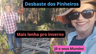 Desbaste de pinheiros  mais lenha pro inverno Jô e seus Mundos [upl. by Rika]