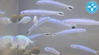 【チャーム】海水魚 オグロクロユリハゼ Ptereleotris heteroptera クロユリハゼ charm動画 [upl. by Ocinemod202]