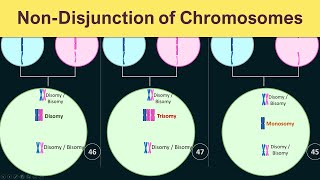 NonDisjunction of chromosomes  Trisomy Monosomy amp Disomy [upl. by Burnight649]