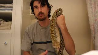 Male Reticulated Python 1 Year Old [upl. by Delilah]