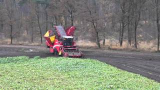 Grimme Maxtron 620  Loonbedrijf Van Eijck bieten rooien bij Van Den Borne aardappelen HD [upl. by Kerman]