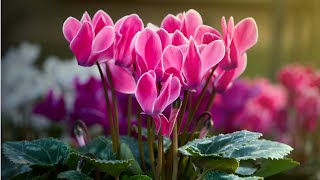 Focus sur le mini cyclamen [upl. by Ynnej72]