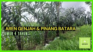 BUDIDAYA AREN GENJAH DAN PINANG BATARA UMUR 4 TAHUN [upl. by Esirtal]