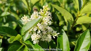 Бирючина звичайна Atrovirens Вовчі ягоди Бирючина обыкновенная Ligustrum vulgare Живая изгородь [upl. by Eldorado375]