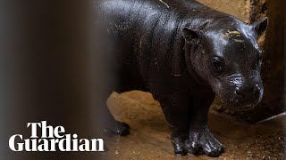 Endangered pygmy hippo born at Athens zoo [upl. by Refanej]