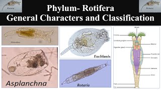 Rotifera  Phylum Rotifera  General characters of Rotifera  Classification of Phylum Rotifera [upl. by Shoshanna]