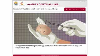 Routes of Viral Inoculation in Embryonated Eggs [upl. by Pandora253]