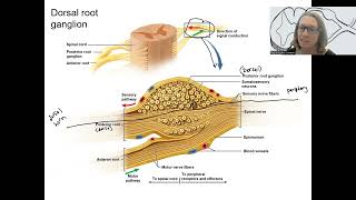 1111 spinal cord grey matter [upl. by Anrat446]