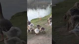 Patos con crias tandil [upl. by Karmen868]