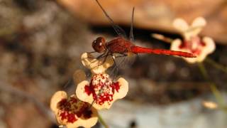 Carnivorous Plants of Litchfield National Park [upl. by Fancy232]