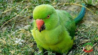 Female Indian Ringneck Parrot [upl. by Eimas381]