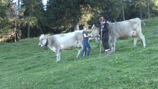 Arbeiten auf der Alm – Almhütten in Tirol Österreich 🐮 [upl. by Laszlo]