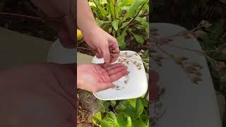 How to harvest Hairy beardtongue Penstemon hirsutus seeds [upl. by Nodnol]