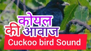 Cuckoo Sound । कोयल की आवाज Common Cuckoo Sound। SKK Earth [upl. by Nethsa]