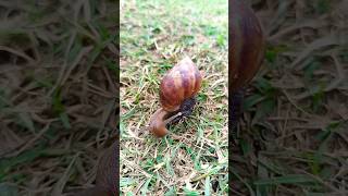 Curiosidade Sobre Caracol 🐌 [upl. by Toille]