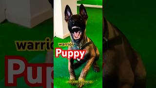 Malinois puppy training 🔝 dog germanshepherd belgianmalinois pets belgiummalinois trainingdog [upl. by Hayyim]