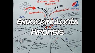 Endocrinología Hipófisis GENERALIDADES [upl. by Ellehcram]