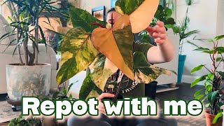 REPOT WITH ME  Philodendron Strawberry shake Ficus Dischidia Peperomia Staghorn Fern and more [upl. by Rollins]