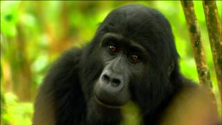 Gorilla Mating Games  Love in The Animal Kingdom  Nature on PBS [upl. by Tsan]