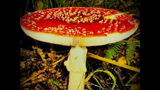 Amanita Muscaria  zakazana 😂🫢 [upl. by Aivatco]