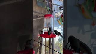 Attracting Hummingbirds to the Best Cheap Hummingbird Feeders amp DIY Nectar Feeder [upl. by Ezalb]