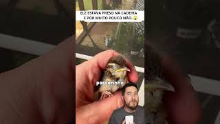 Passarinho Preso na cadeira  animais passaros resgateanimal [upl. by Adoc171]