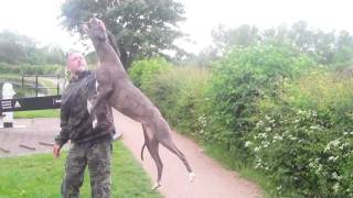 bull lurcher lucy [upl. by Olecram]