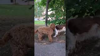 Cute puppy Oscar and a cocker spaniel 🤩 [upl. by Kcub]