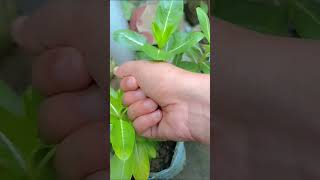 my favourite colour vinca flower ❤️flowers love trending gardening shortvideo viral [upl. by Gaile]