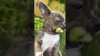 Hehe chihua cuteanimal pets chichichihuahau cutepuppy puppy chihuhua cutepet cute [upl. by Nahta]