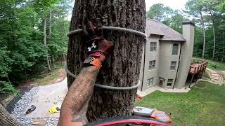 100ft Poplar Tree Removals Part 1 [upl. by Acceb]