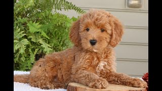 Mini Goldendoodle Puppies for Sale [upl. by Cathleen]