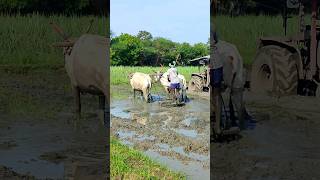 ploughing with bulls by farmer  bull ploughing the field cow ploughing the field ox ploughing field [upl. by Nylesaj]