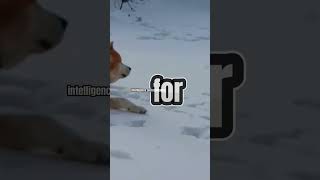 AkitaDevoted Dog BreedMostTopBestInformativeVideos shorts [upl. by Leunammi]