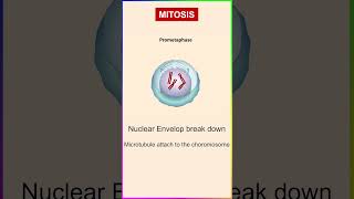 Mitosis cell division I stages of mitosis I shortsvideo youtubeshorts mitosis [upl. by Cookie]