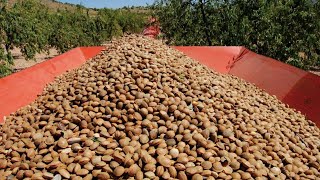 ✅ HOW INDUSTRIAL ALMOND MILK IS MADE 🥛  ALMOND MILK FACTORY [upl. by Aicilra]