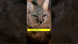 Rabid Gray Fox Attack leaves Multiple Victims In New York  Rabid Gray Fox  Rabies [upl. by Odlabso]