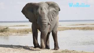 Namibia Fantastischer Etosha National Park [upl. by Meyers]