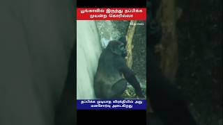 கட்டையை பயன்படுத்தி தப்பிக்க முயன்ற கொரிலா😱 shorts gorilla animals [upl. by Leveridge]